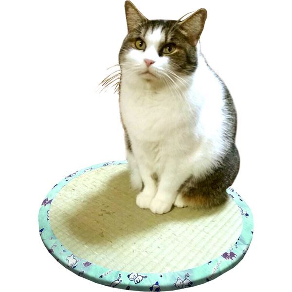 スーパSALE10倍&4時間限定10%OFF い草雑貨 ねこちゃん畳2 【直径約47×高さ1.2cm】 円型 い草100% ダンボール 〔ペット用品 猫用品〕【代引NG】