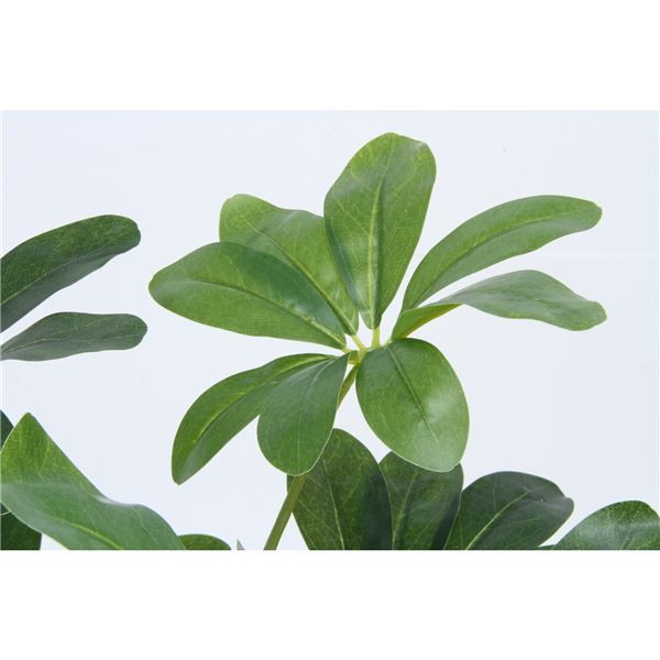 スーパSALE10倍&4時間限定10%OFF 観葉植物 造花 幅50×奥行50×高さ120cm ヤドリフカノキ インテリアグリーン リビング ダイニング インテリア雑貨【代引NG】