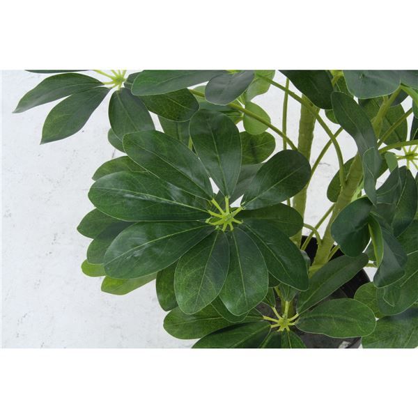 スーパSALE10倍&4時間限定10%OFF 観葉植物 造花 幅50×奥行50×高さ120cm ヤドリフカノキ インテリアグリーン リビング ダイニング インテリア雑貨【代引NG】