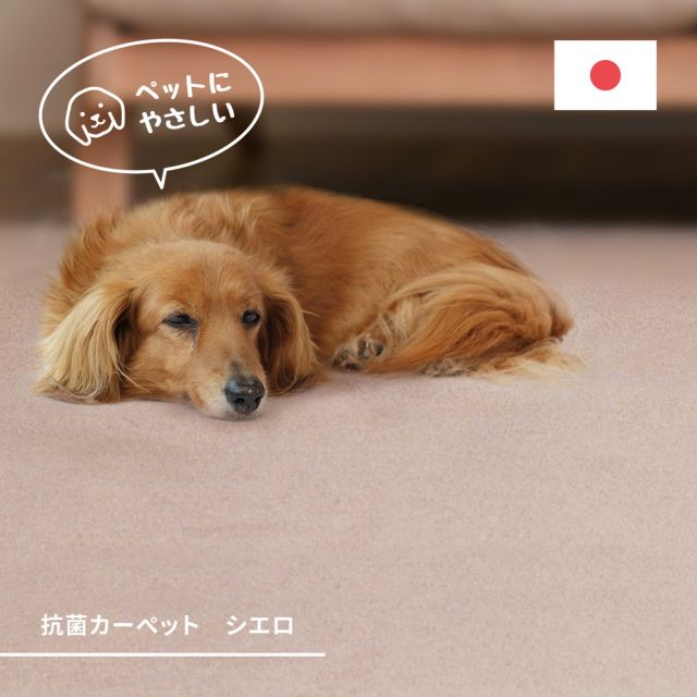 スーパSALE10倍＆4時間限定10％OFF 敷き詰めカーペット シエロ 江戸間3帖 3畳 抗菌 防臭 カットパイル ペット 爪引っかかり防止 日本製 いぐさ　たたみ
