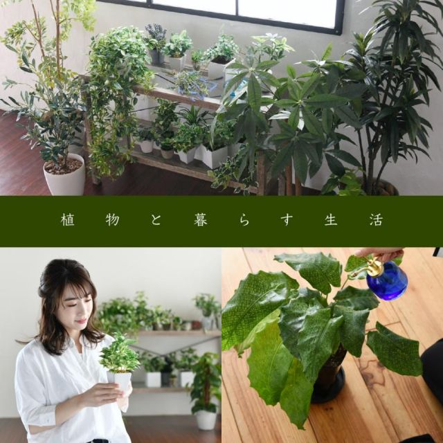 スーパSALE10倍＆4時間限定10％OFF ボタニカル 花台 鉢置き台 ラック 3段 フラワースタンド 古材 ガラス シャビ— 観葉植物 インテリア 幅60 奥行30 高さ100 オープンシェルフ MI