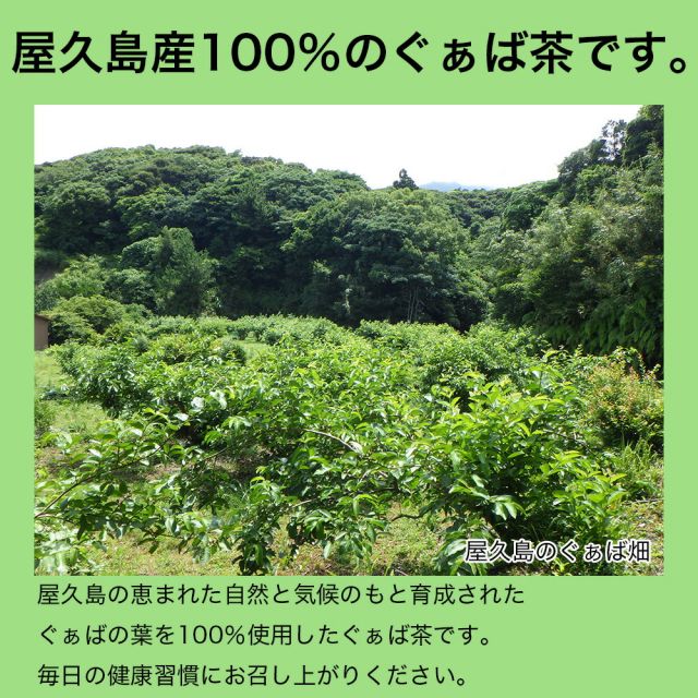 ぐぁば茶 60g グァバ茶100％ 屋久島産 シジュウム茶 シジウム茶 日本製 グアバ ガァバ茶 ガバ茶