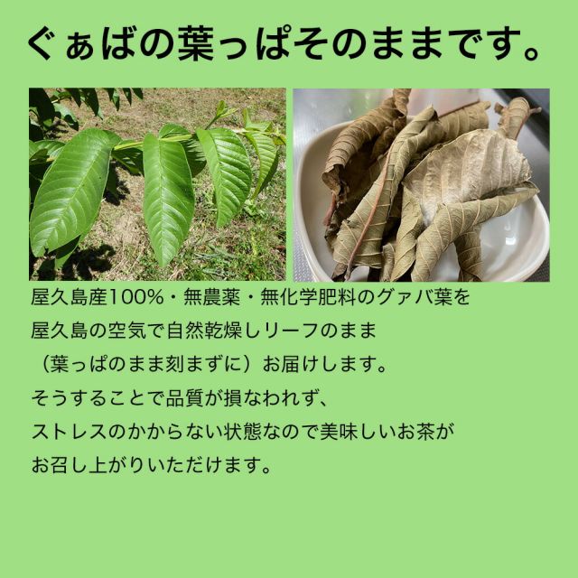 ぐぁば茶 60g グァバ茶100％ 屋久島産 シジュウム茶 シジウム茶 日本製 グアバ ガァバ茶 ガバ茶