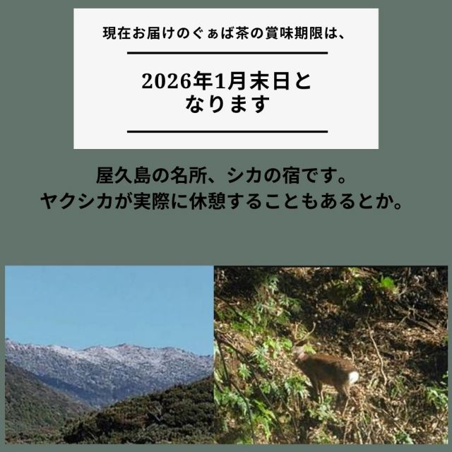 ぐぁば茶 60g グァバ茶100％ 屋久島産 シジュウム茶 シジウム茶 日本製 グアバ ガァバ茶 ガバ茶