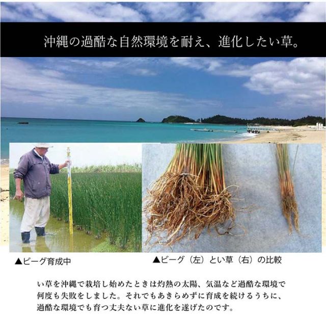 ラグ マット 長方形 い草 夏用 沖縄ビーグ 191×250cm